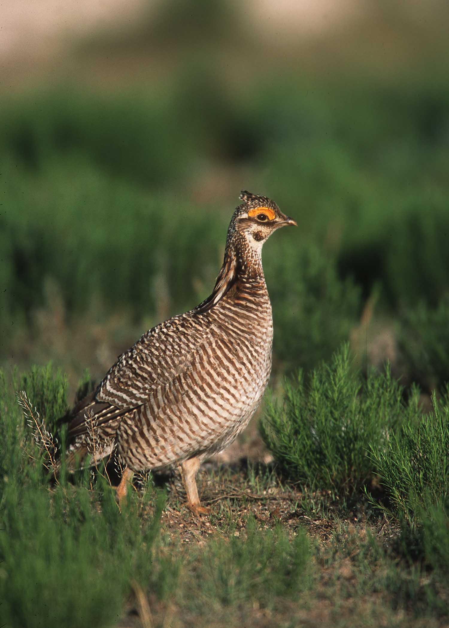 Interior moves to roll back prairie chicken protections