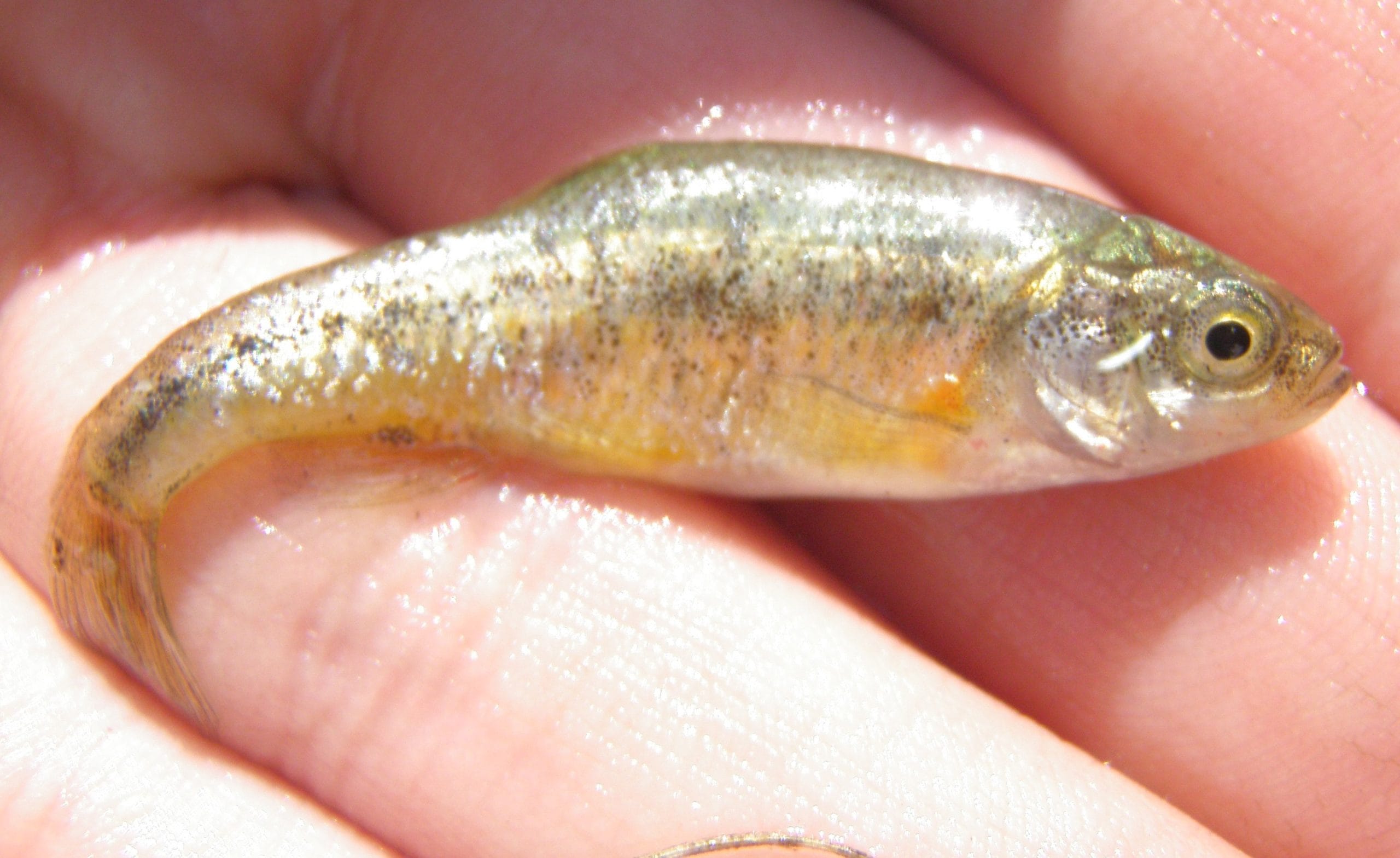 Fish Navaka NV fish proposed for ESA listing | Western Livestock Journal