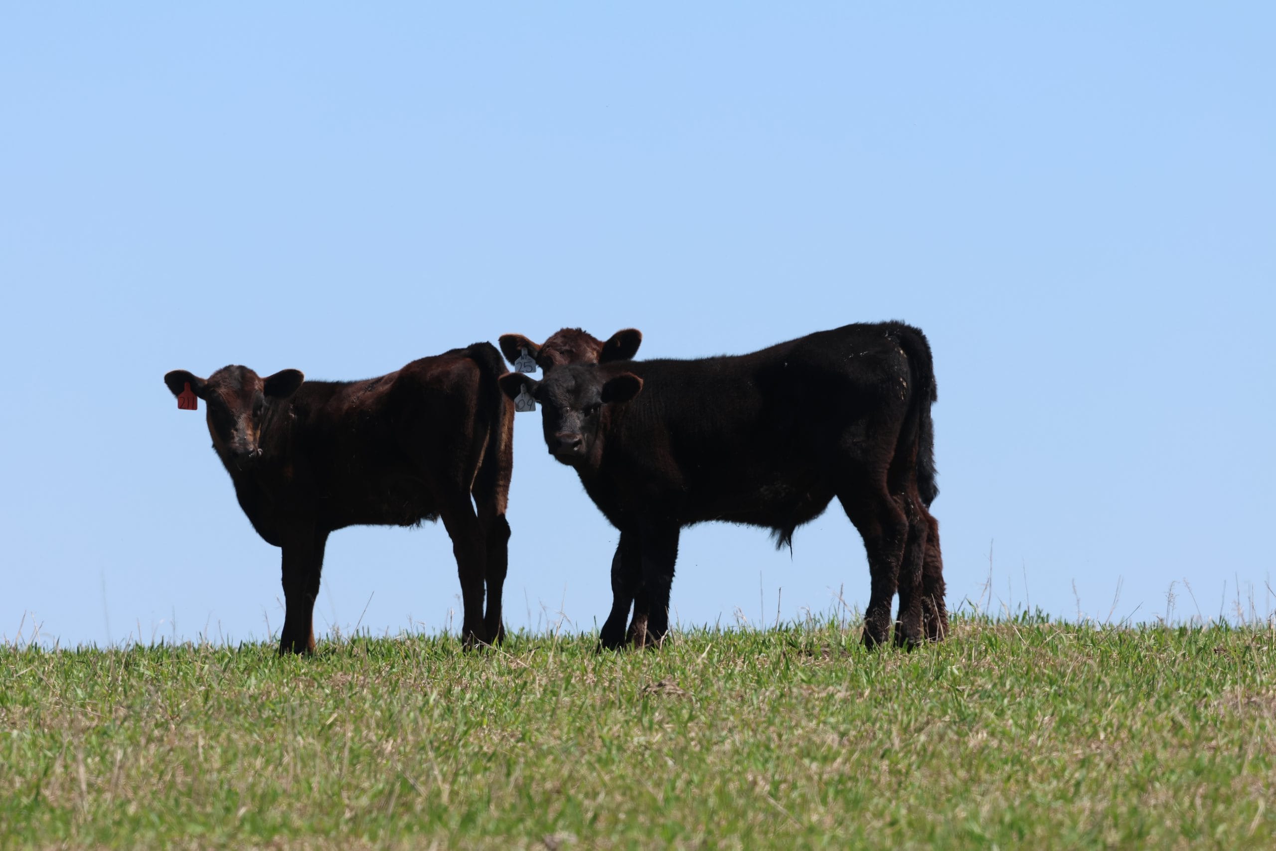 Overeating disease in calves