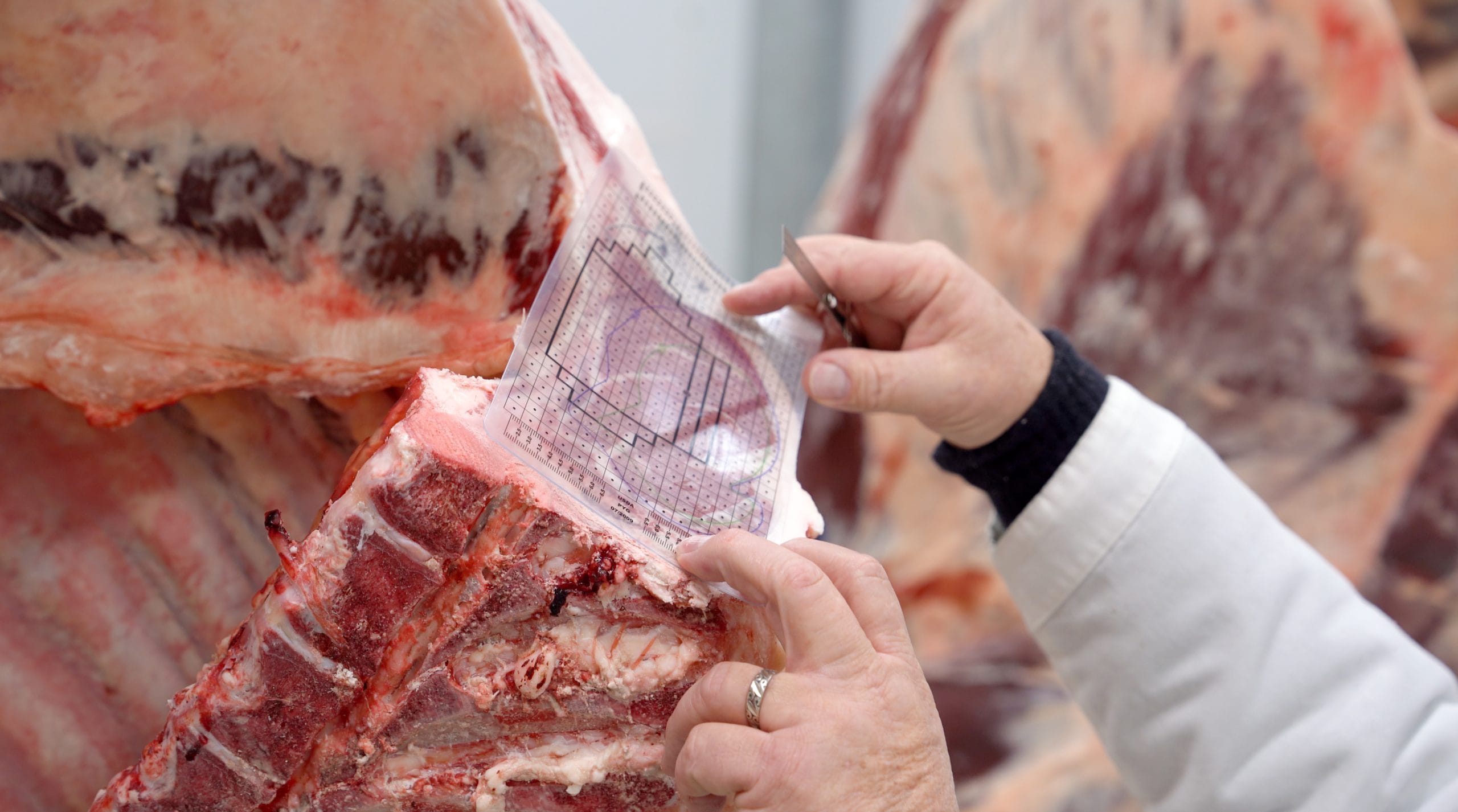 USDA launches beef grading mobile app 