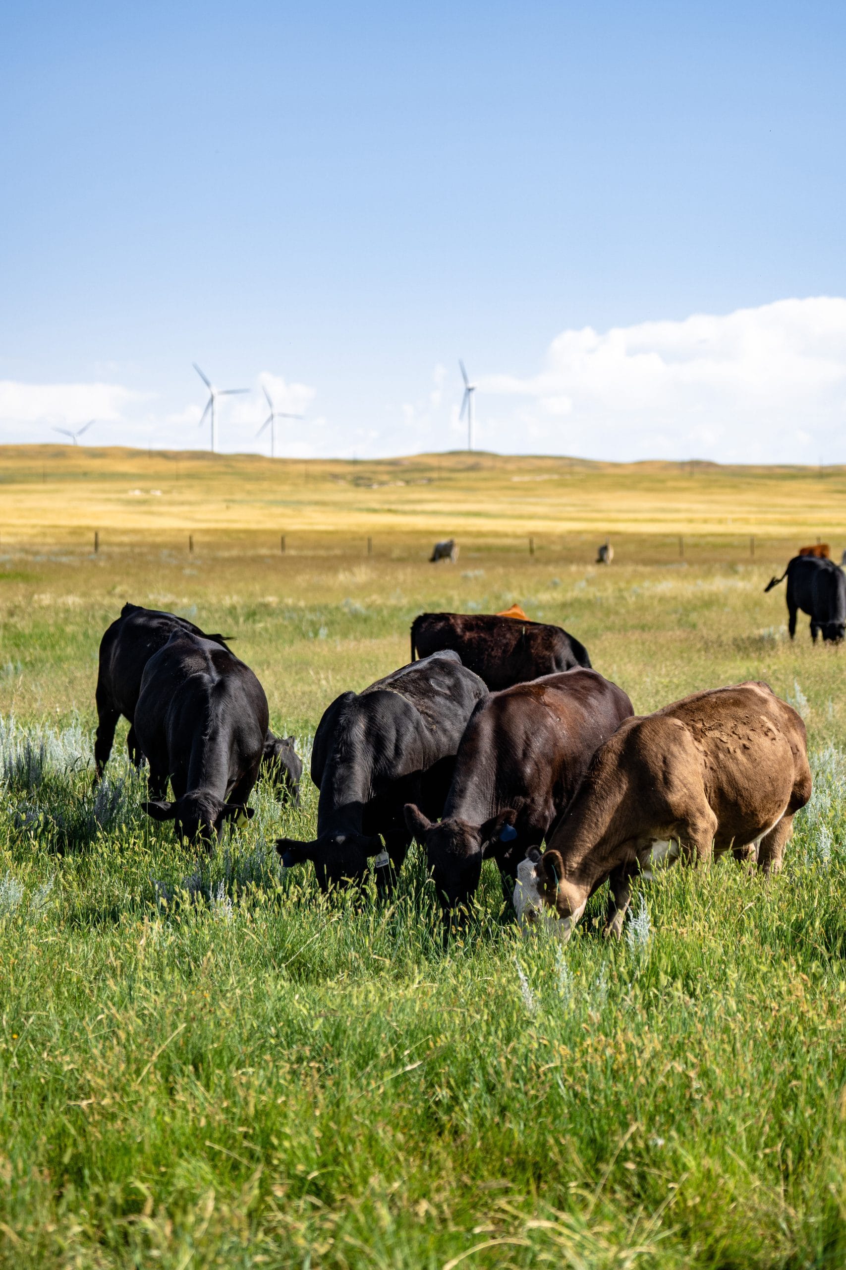 Ranchers explore opportunities in carbon markets