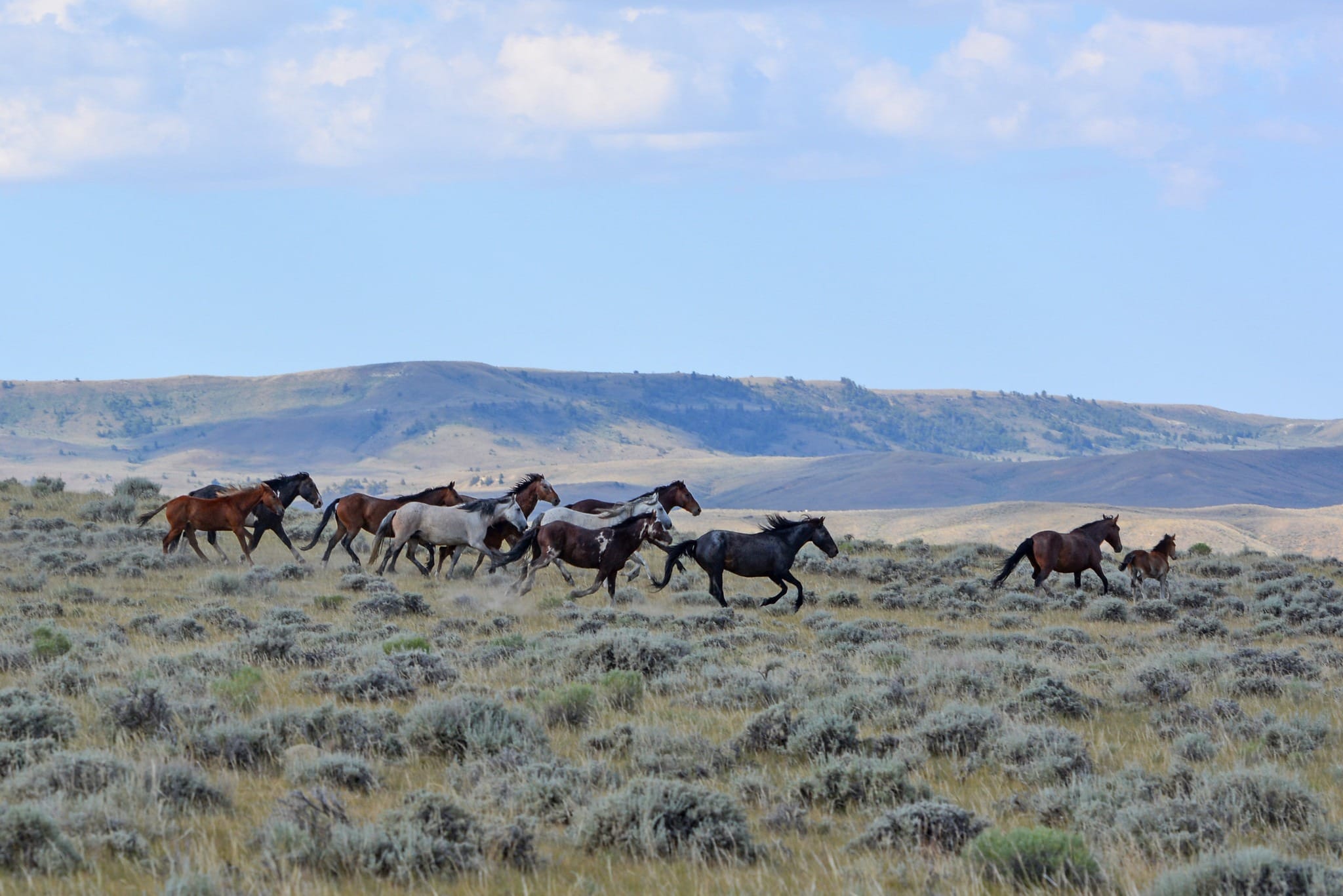 BLM seeks input for Red Desert herd management