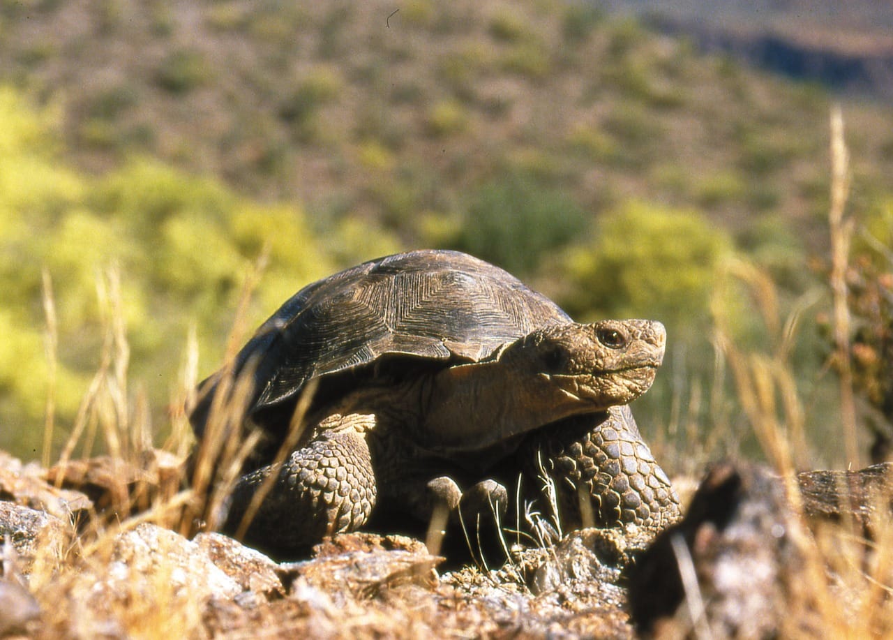 Greens sue USFWS over desert tortoise protections