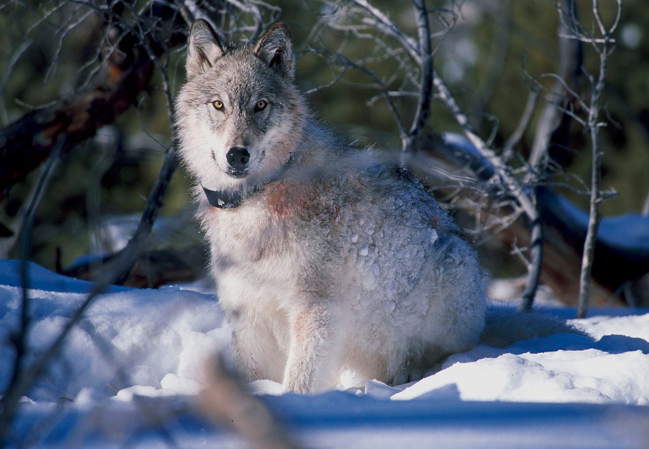 USFWS seeks input on Colorado wolf rule