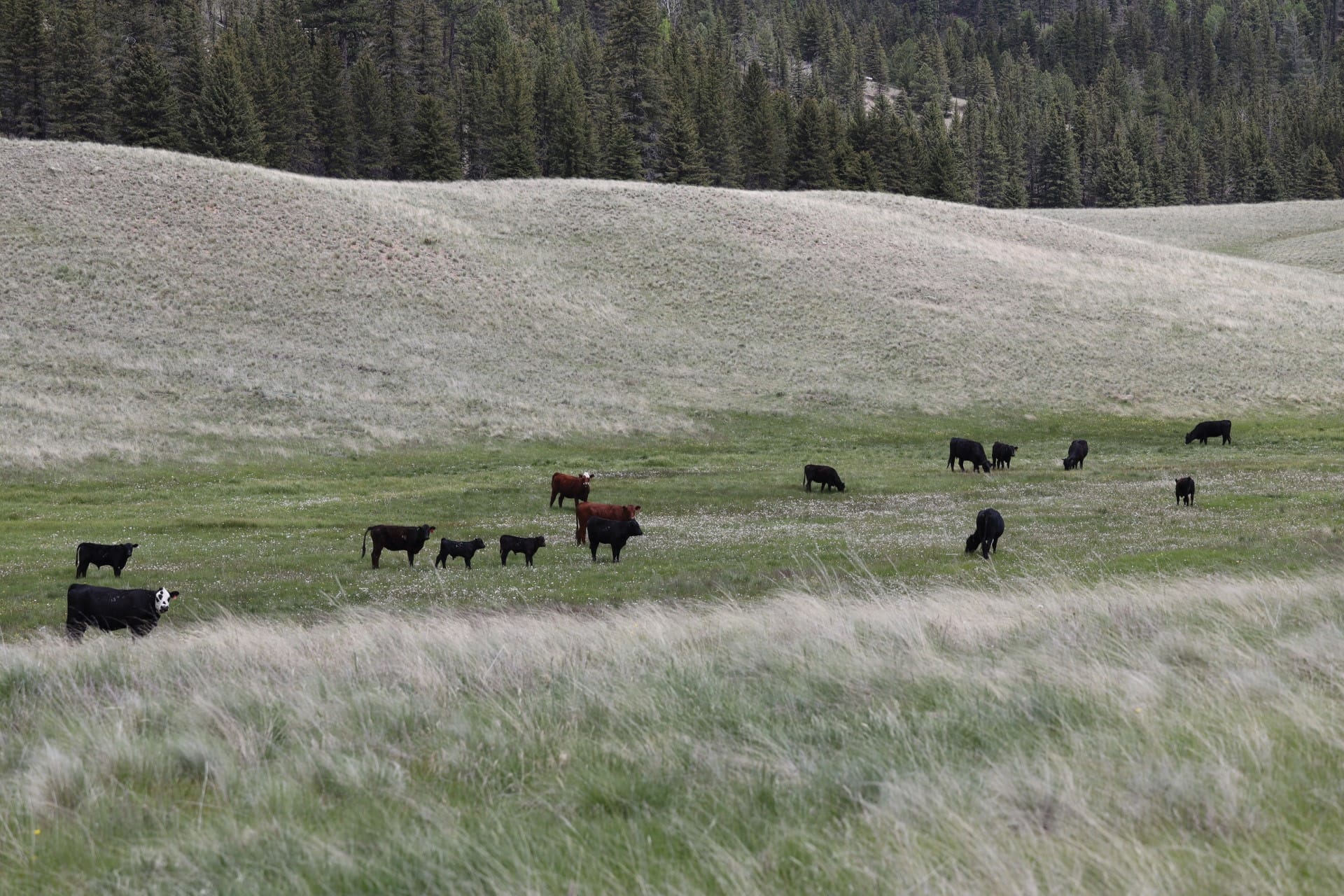 NM cattle trespass suit mostly thrown out