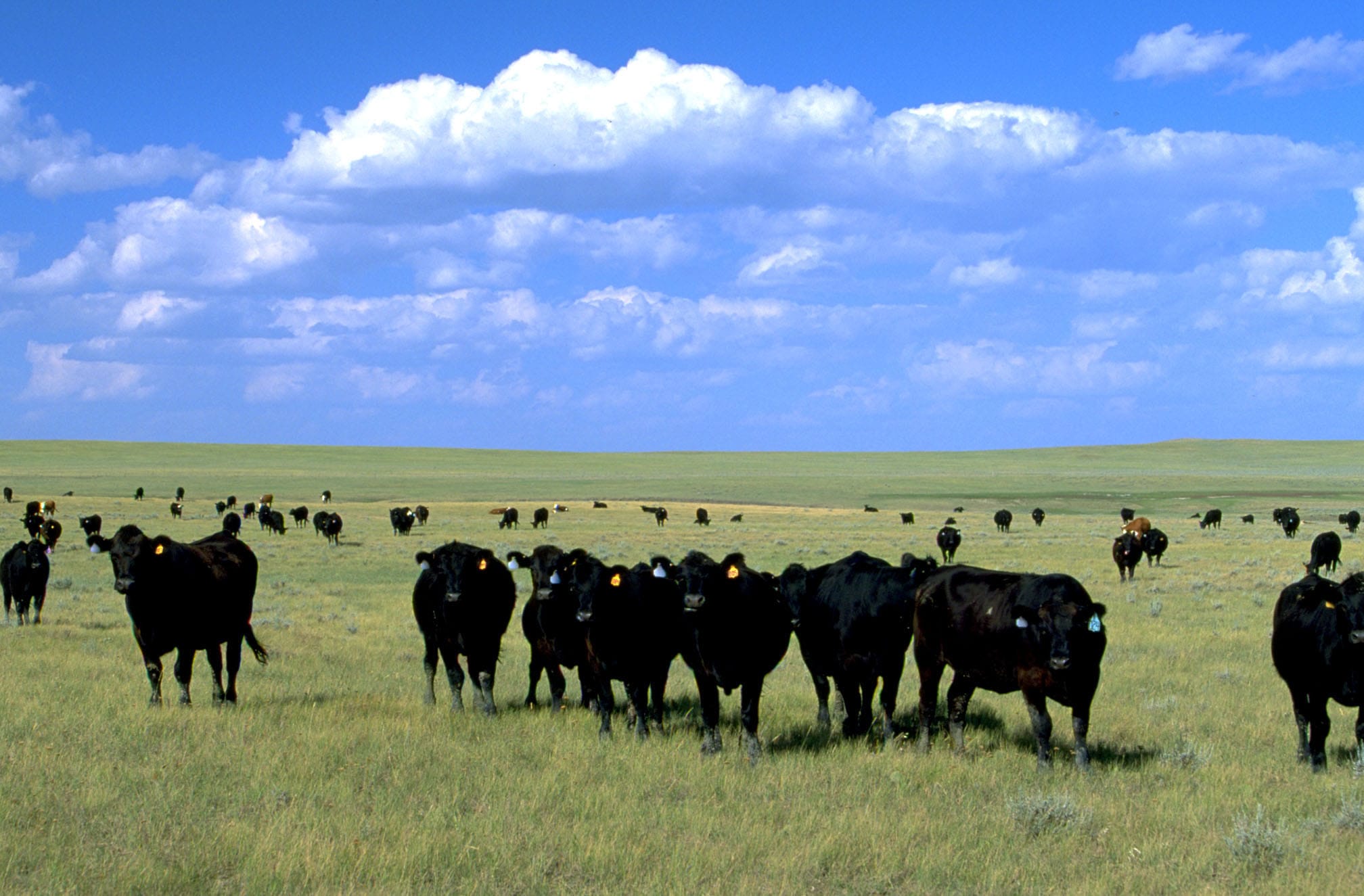 Cattle market trends and possibilities