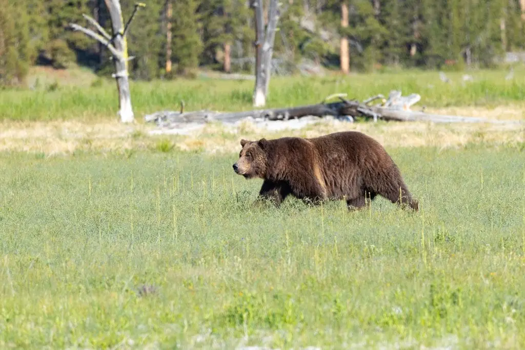 Montana FWP kills two grizzly bears near Lincoln following conflicts