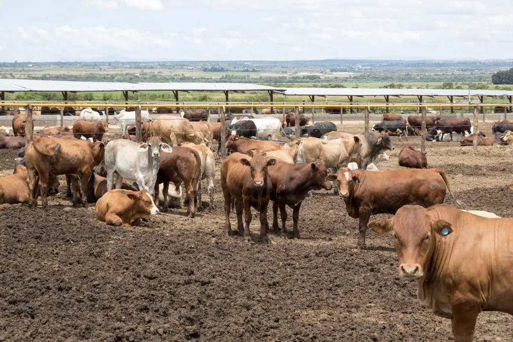 Global beef supplies tighten as trade shifts