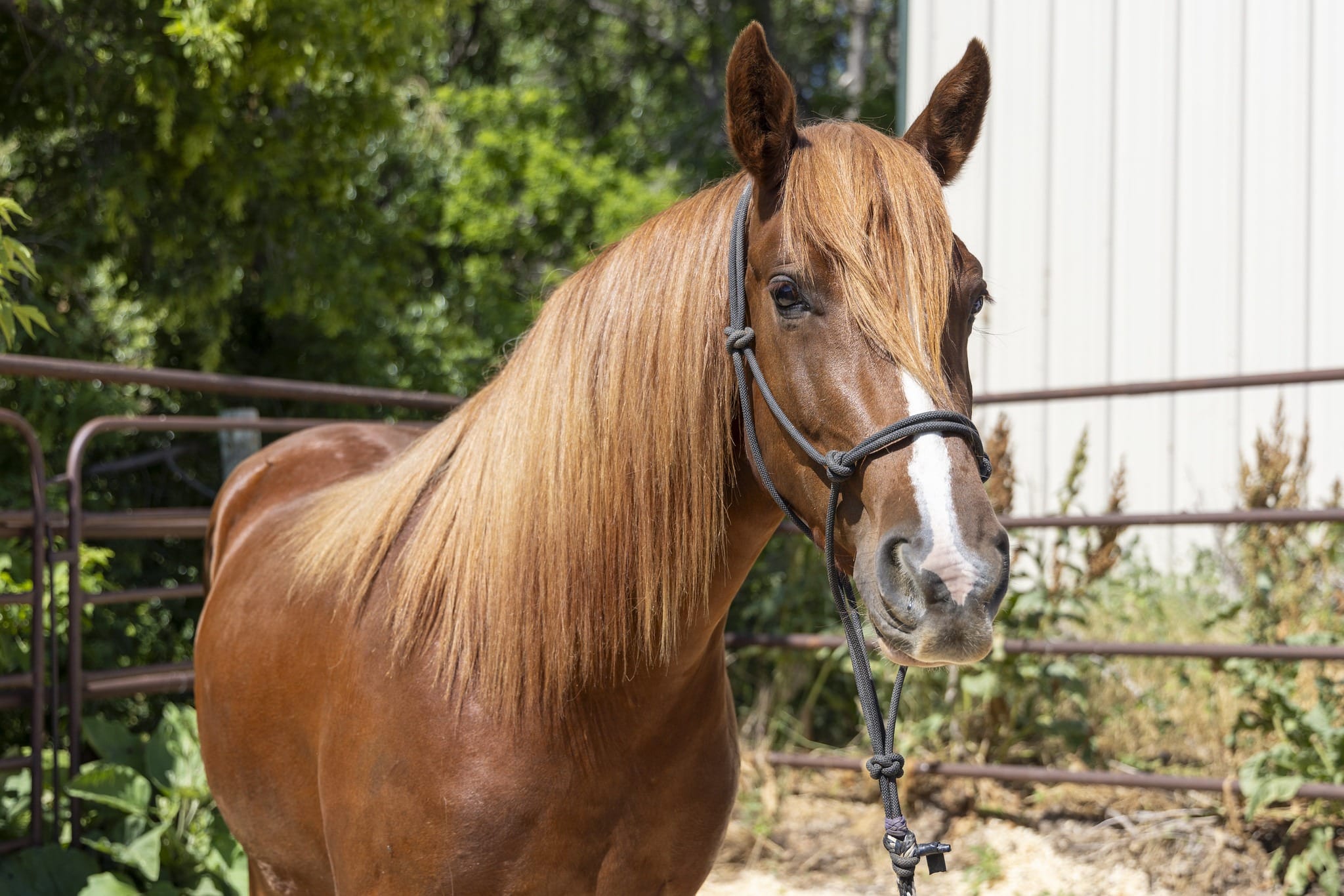 NDSU to host horse management webinar series 