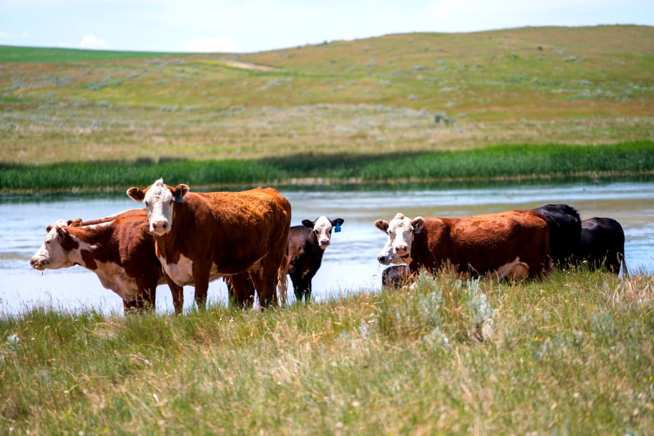 Guest Opinion: Montana is at a crossroads
