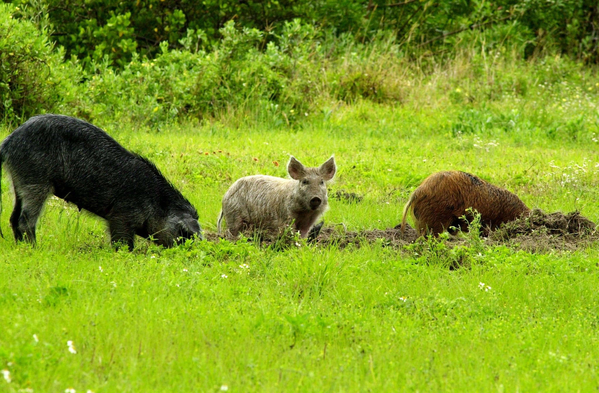 Pork from feral swine bound for MT food banks