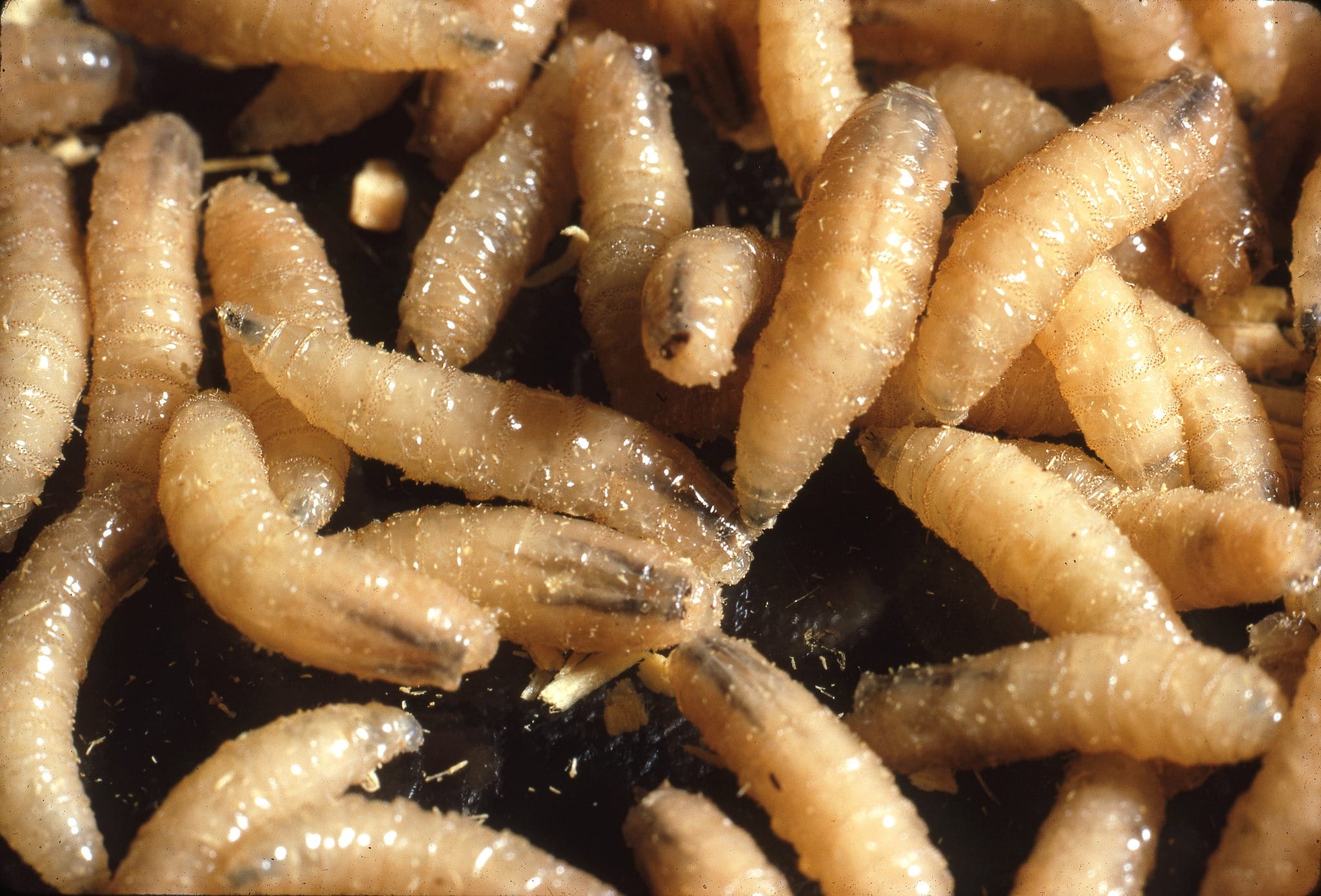 New World screwworm case detected in Texas