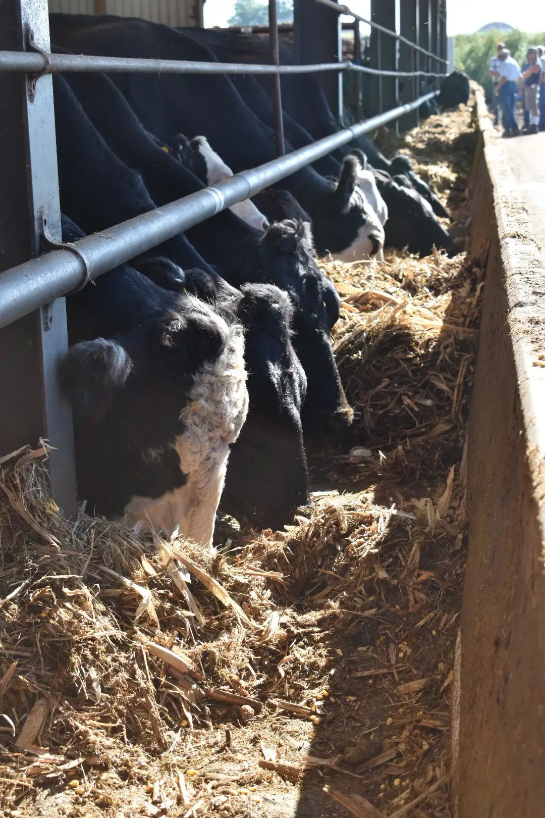 Value-added strategies for marketing cull cows