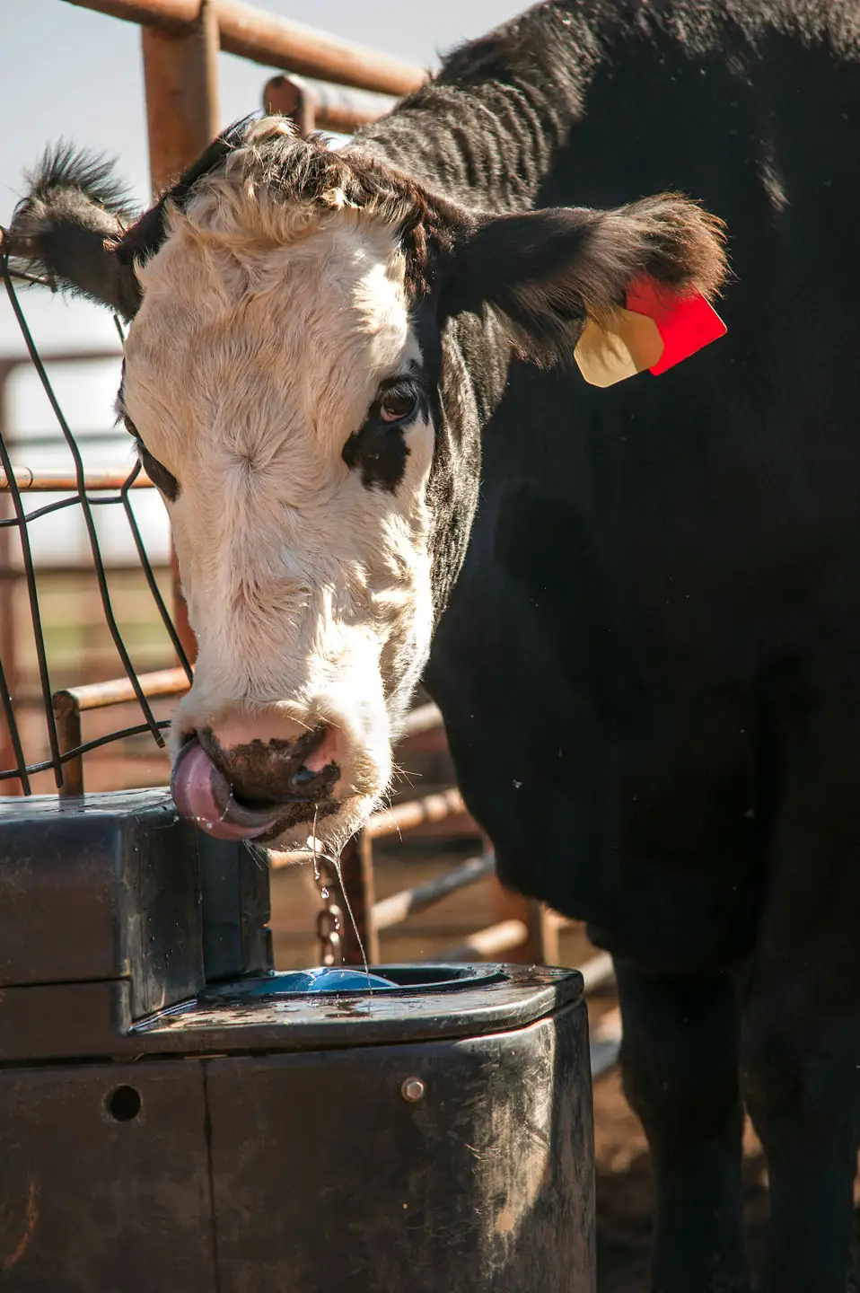 Common sense is the key to hot weather cattle handling