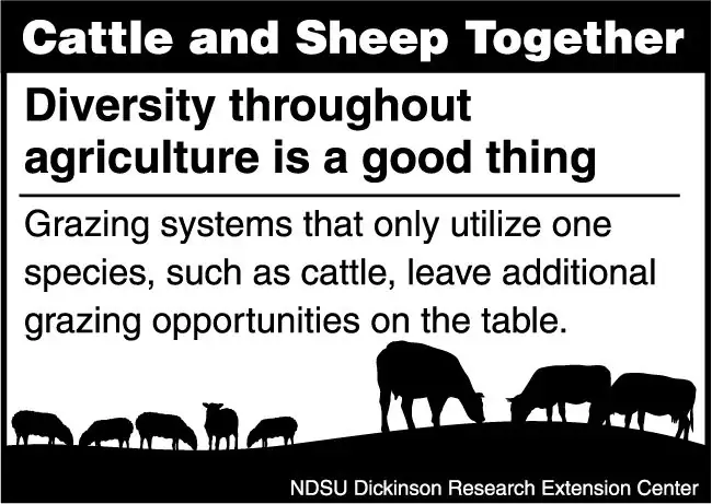Cattle and sheep together.