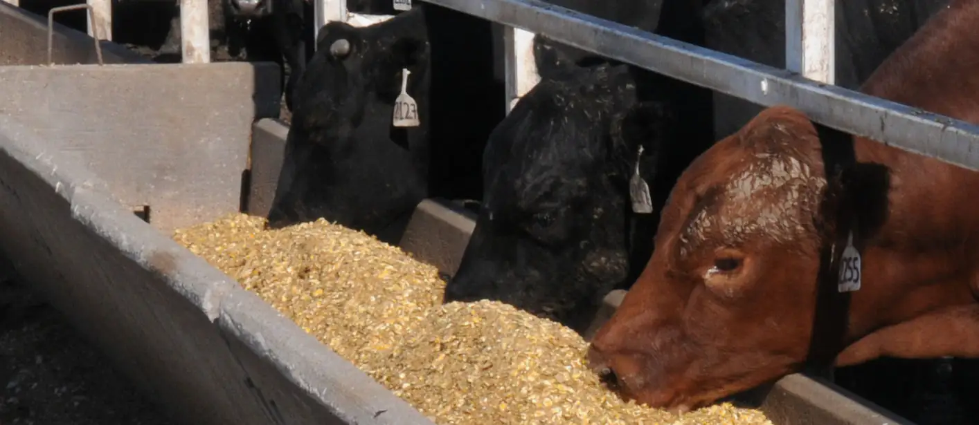 Upcycling protein, a bovine superpower
