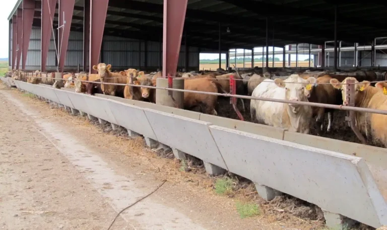 Nitrogen in feed can end up in the air as ammonia
