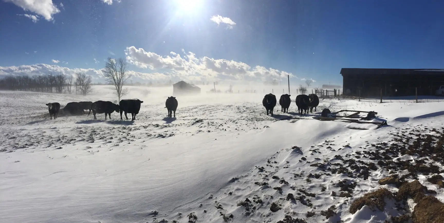 BeefTalk: Shop around; cattle eat more than hay
