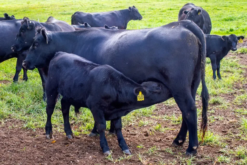 The Matheny family operates Stone Wall Angus LLC