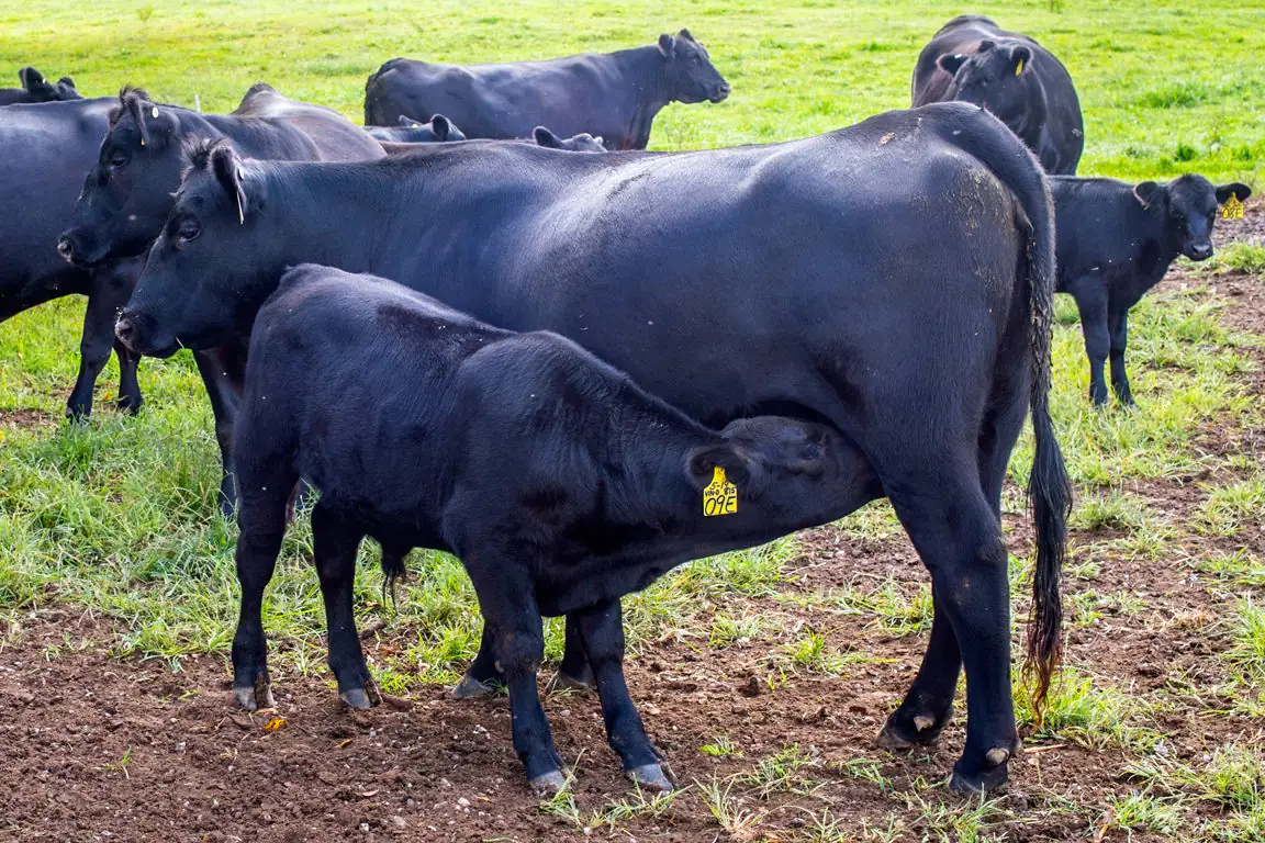 What is the repeatability of calving difficulty?