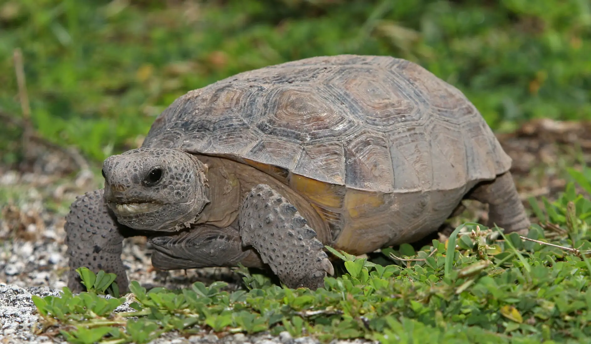 Legal Ledger – USFWS: Tortoise DPS not ESA eligible