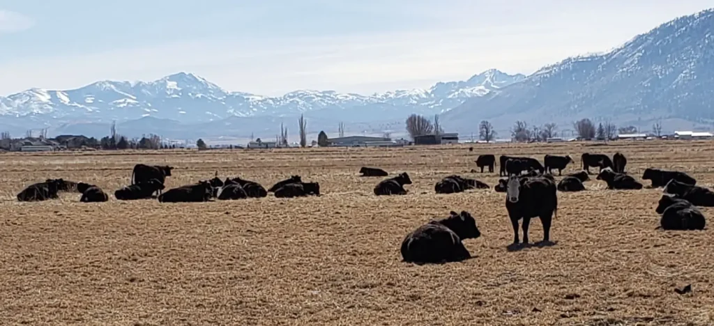Cattle bathe in the warmth of the sun below the Carson Ridge of the Sierra Nevada Mountains in Nevada's Carson Valley.