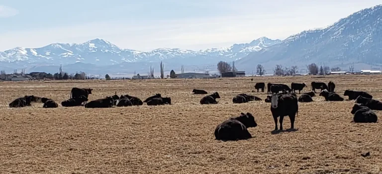 Cattle bathe in the warmth of the sun below the Carson Ridge of the Sierra Nevada Mountains in Nevada's Carson Valley.