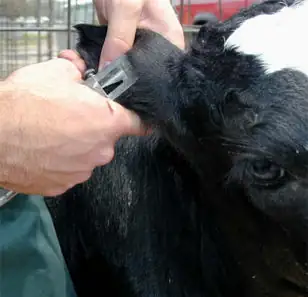 Tests using ear notching is one way to detect bovine viral diarrhea virus.