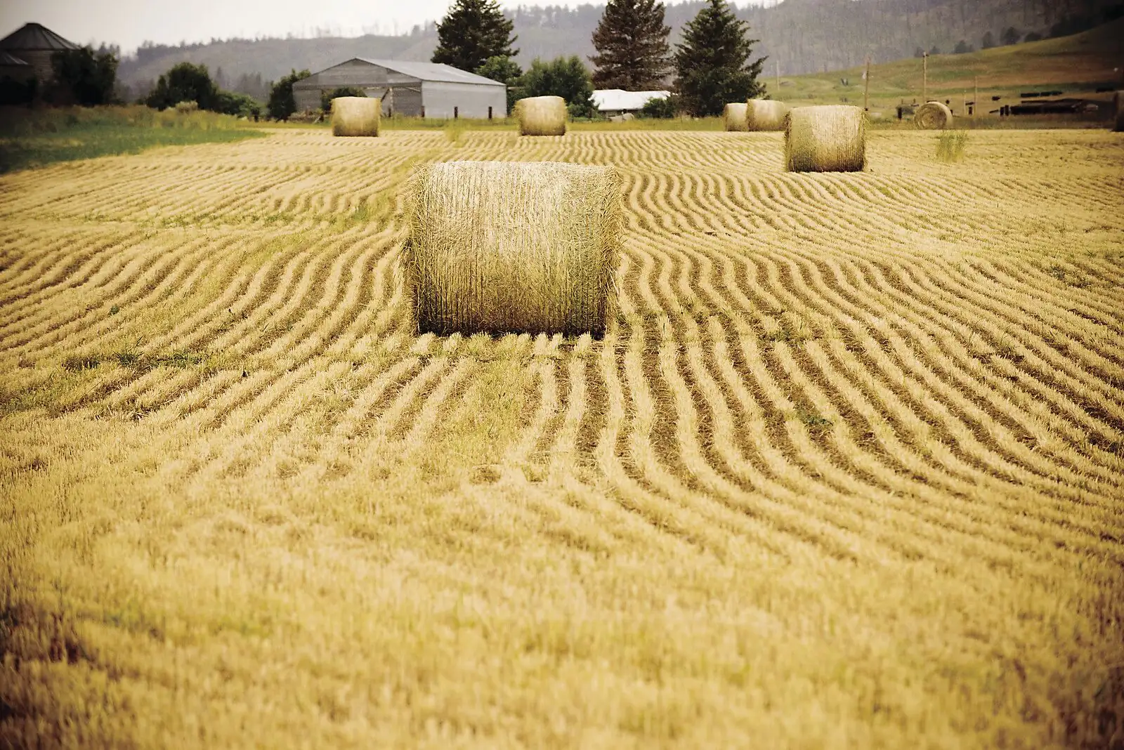 Buyer beware: Scams, drought and other factors affecting hay sales