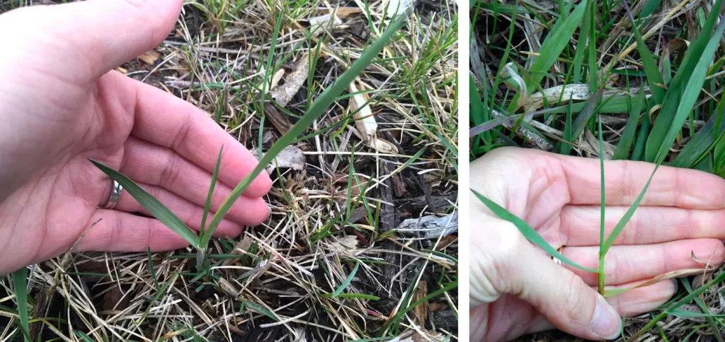 Plant growth can vary greatly. For example