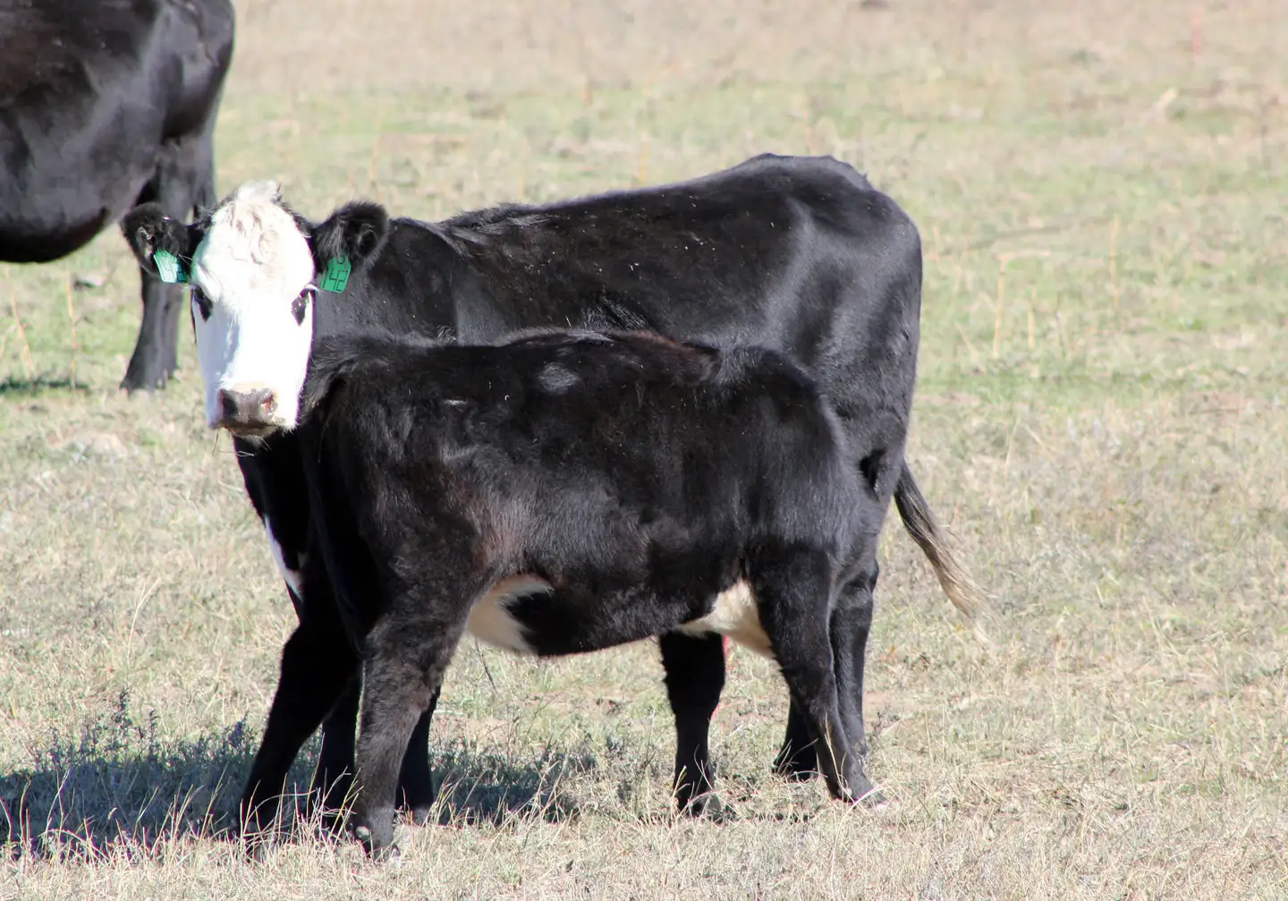 Where is optimum in genetic selection?