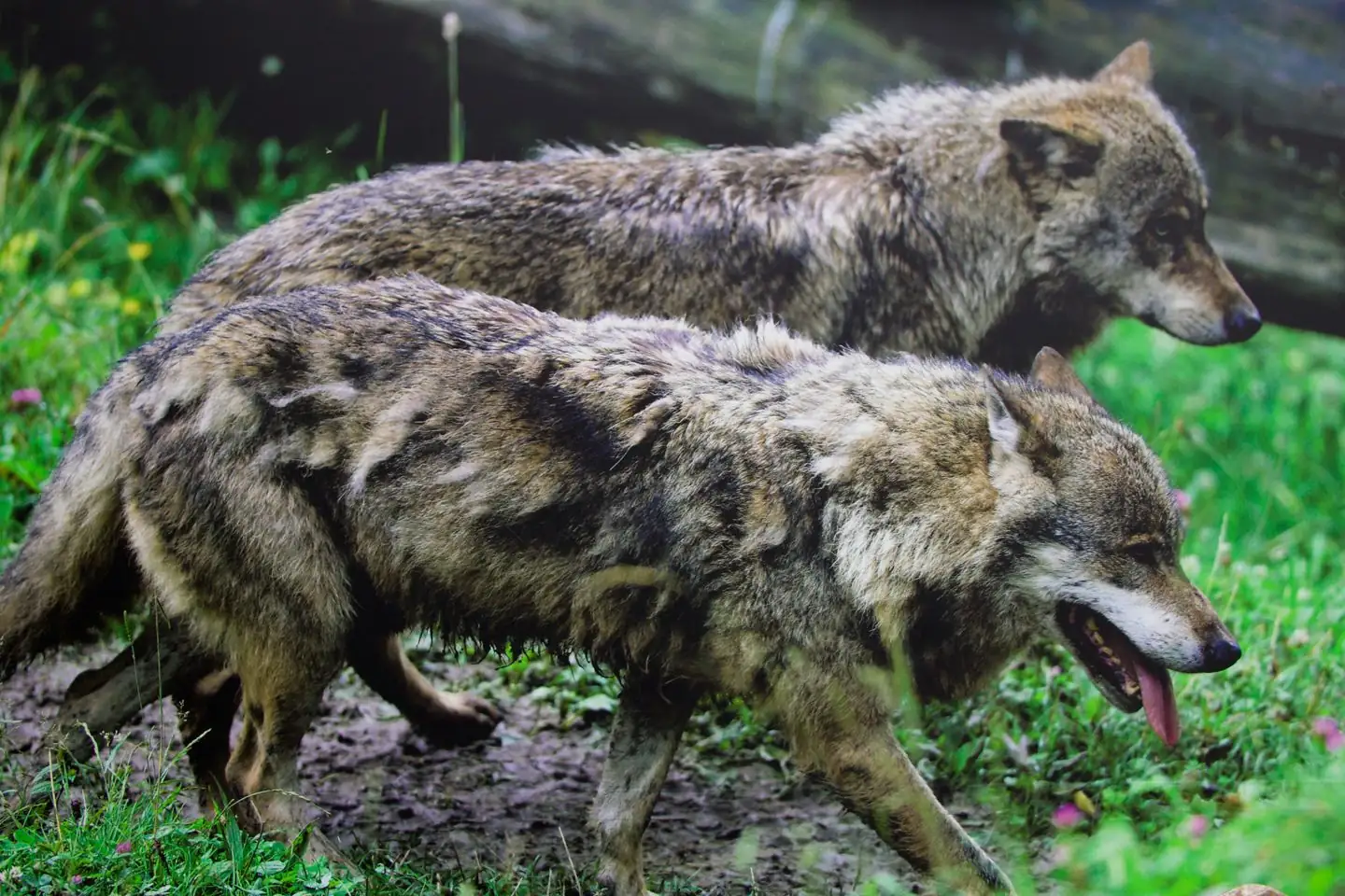 Oregon revising wolf plan