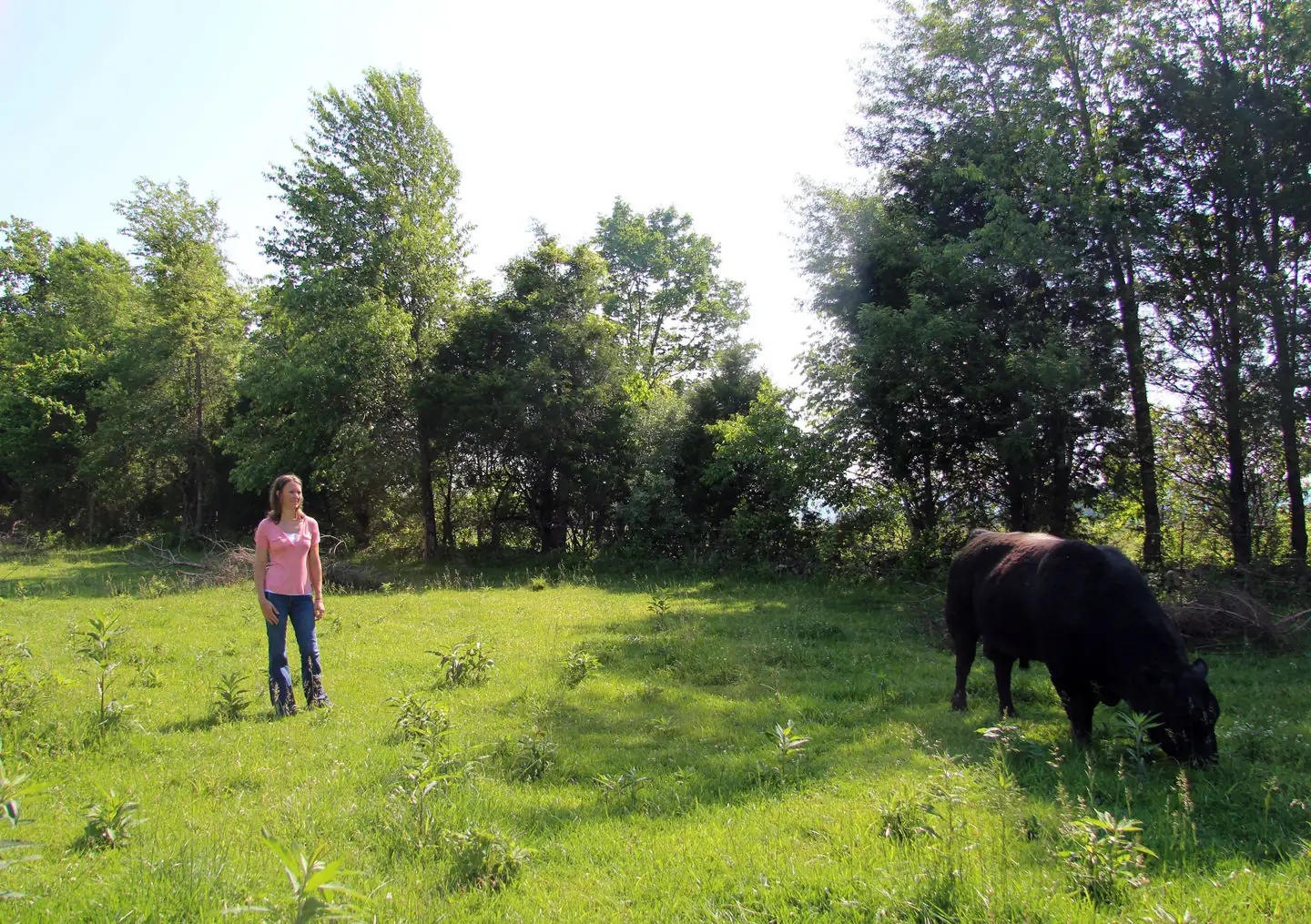 BeefTalk: Bull selection for moderate growth?