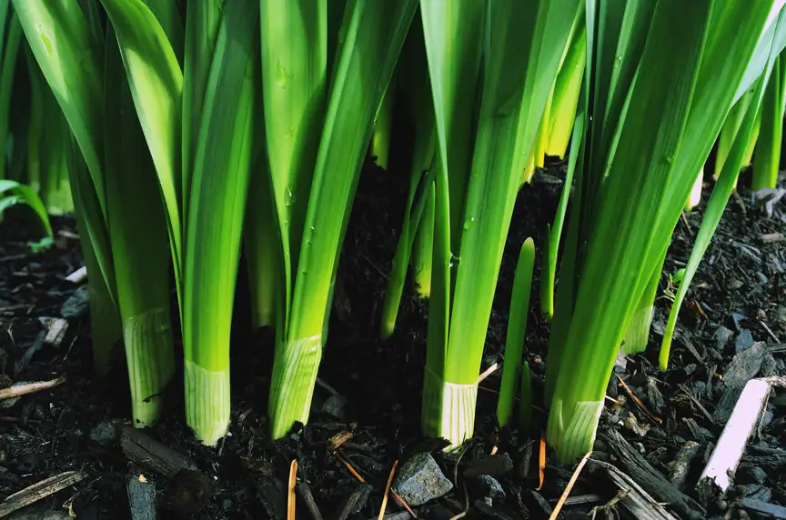 Soil sampling: Time to dig for answers