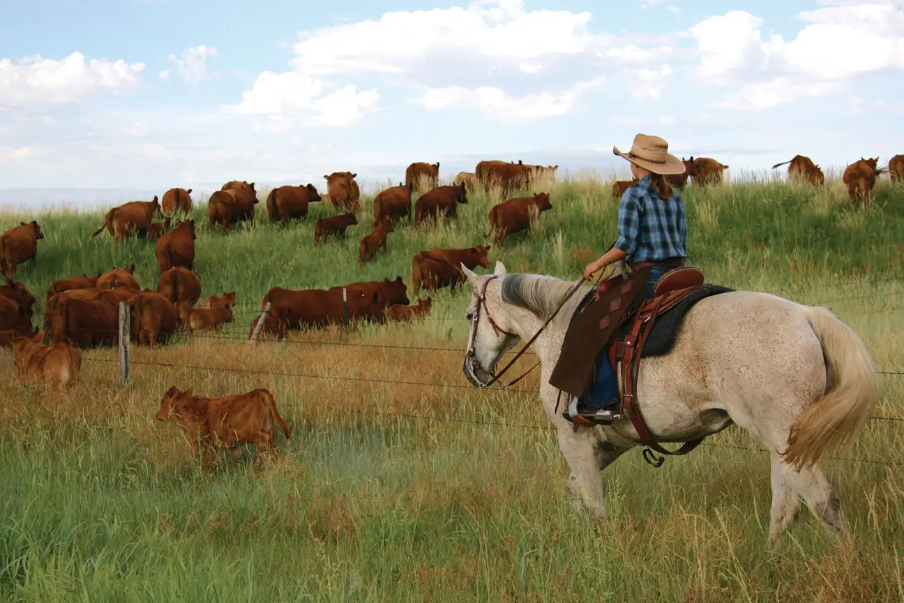 Red Angus replacement heifers experiencing unprecedented demand