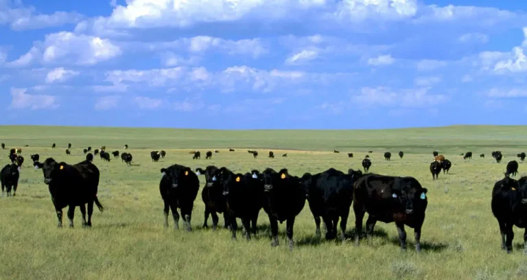 Cattle Herd generic