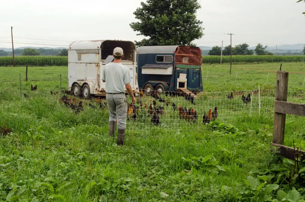 Farm assistant George Kloph checks on the health and safety of laying hens at Nick’s Organic Farm