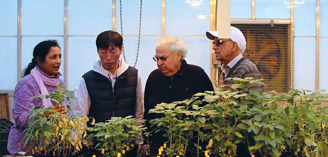 Researchers make breakthrough in understanding glyphosate resistance in pigweeds