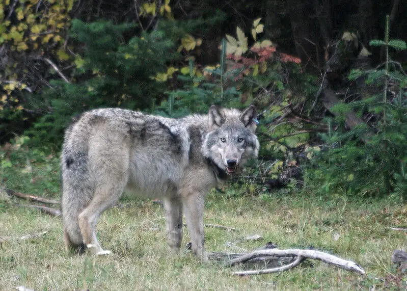 WA commission votes for status quo on wolf management