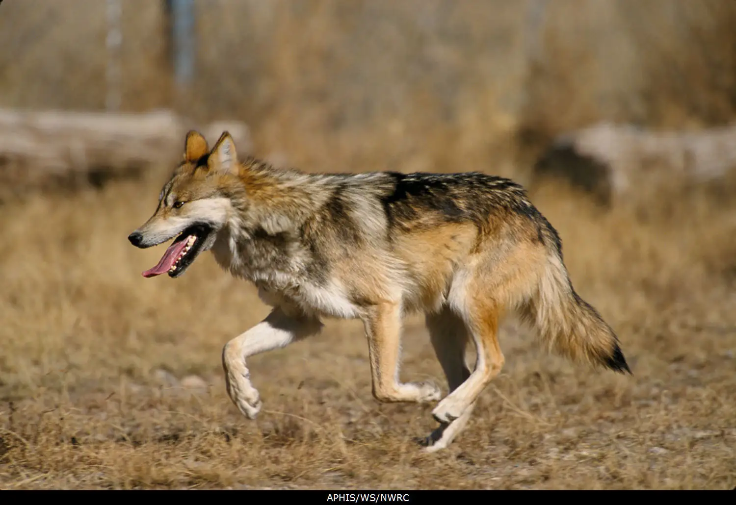 Story Short: Mexican wolf pups released into wild