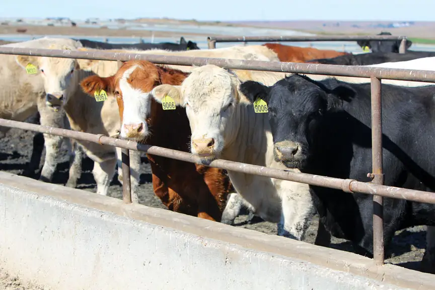 Market-ready cattle enjoy feed at a bunk in Iowa.