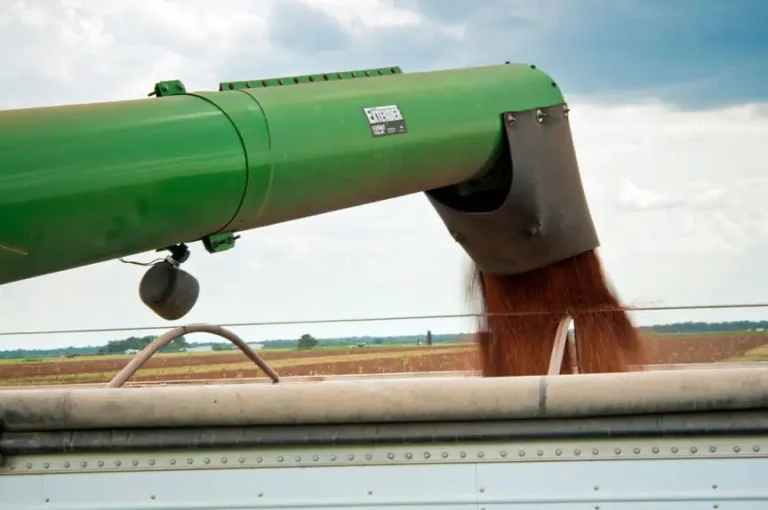 Grain sorghum is harvested on the Wilder Farms in Navasota