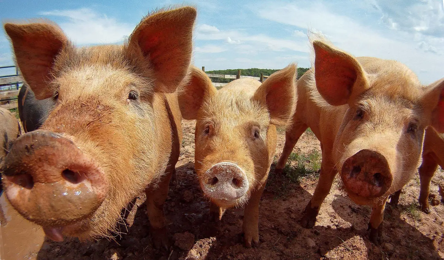 Fever or trade talk briefly ignite U.S. hog market