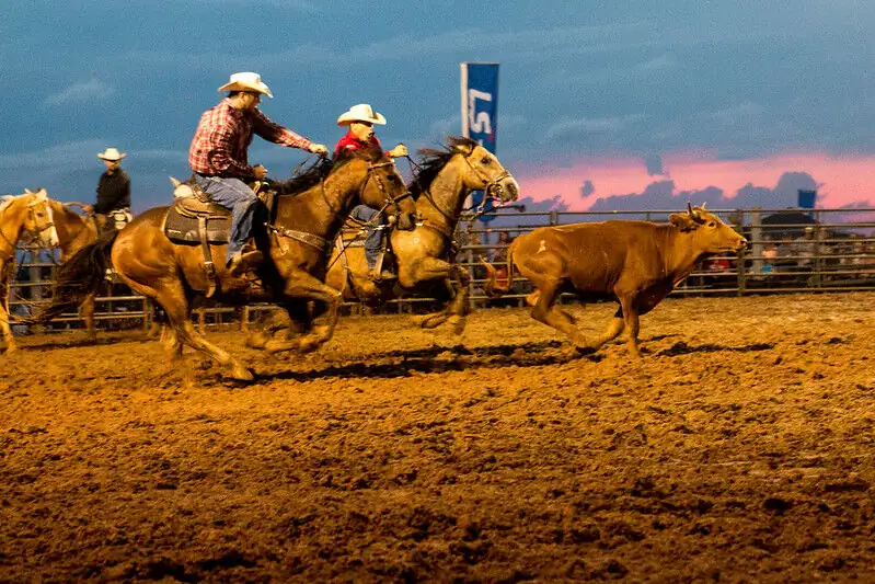 CA counties to vote on bans in rodeo