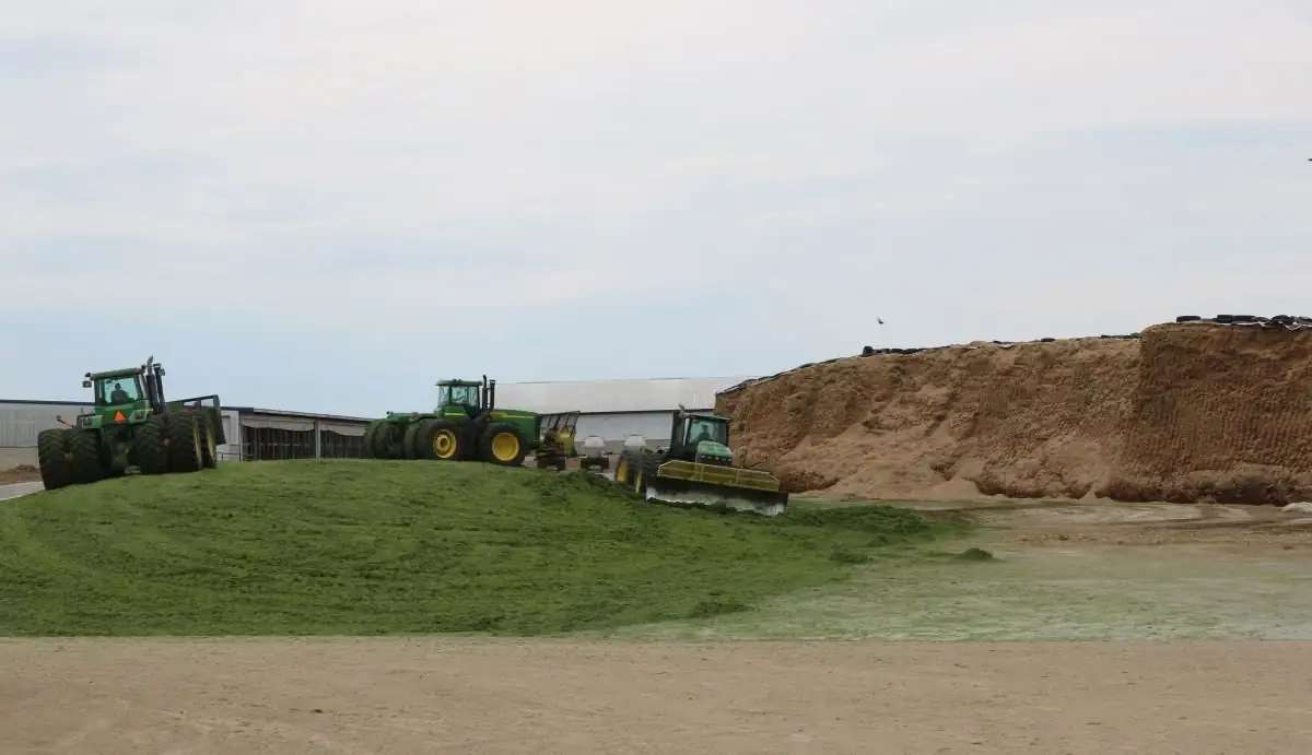 Harvesting silage during a wet year
