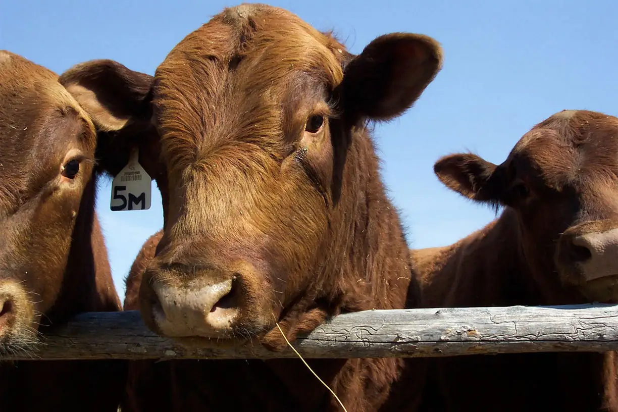 Gene editing aims to produce all male cattle