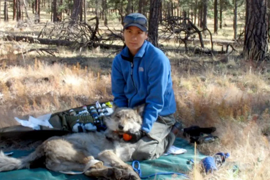 A Mexican gray wolf is examined and fitted with a radio tracking collar by Janess Vartanian