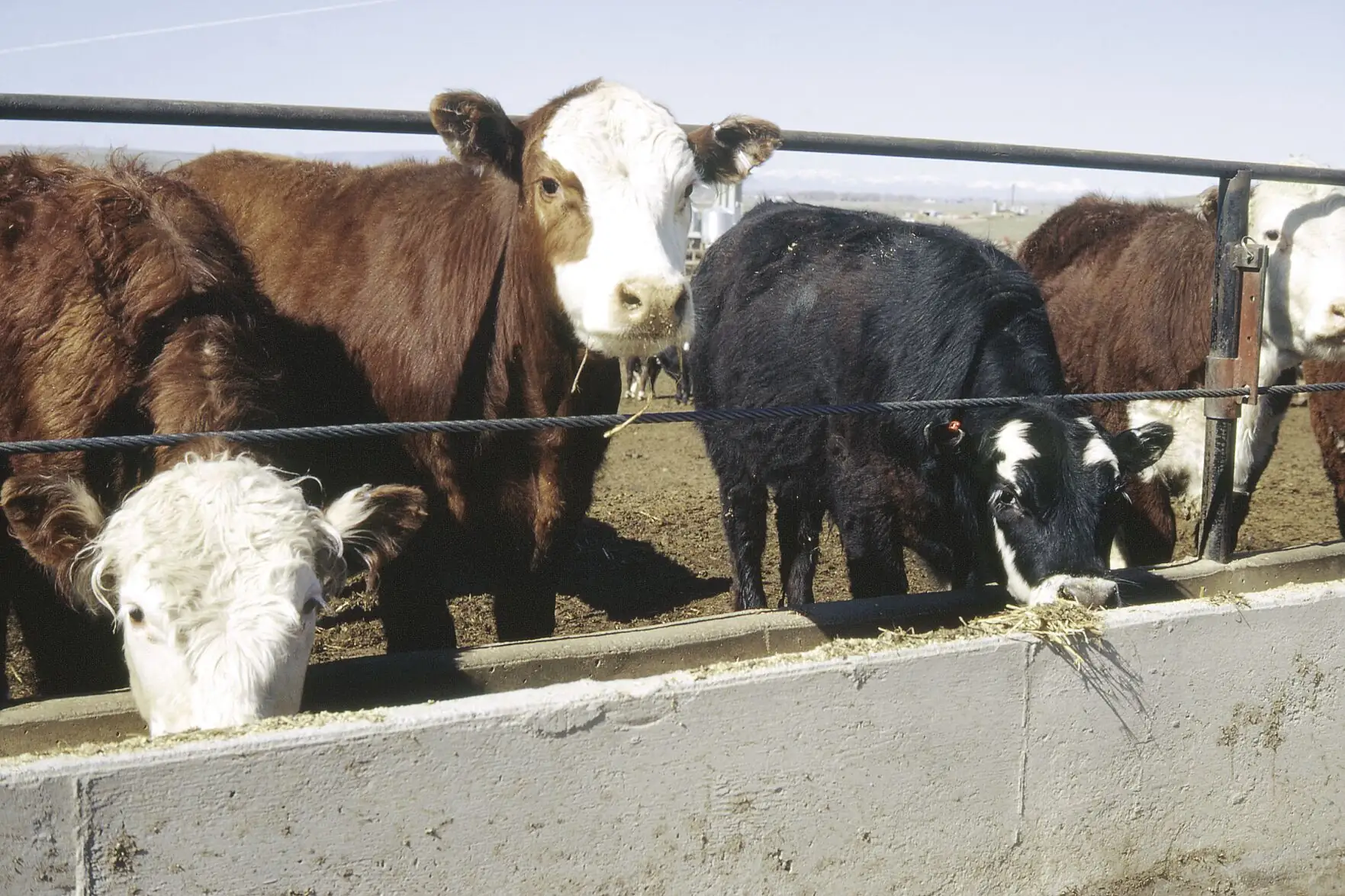 Cattle on feed and feeder supplies