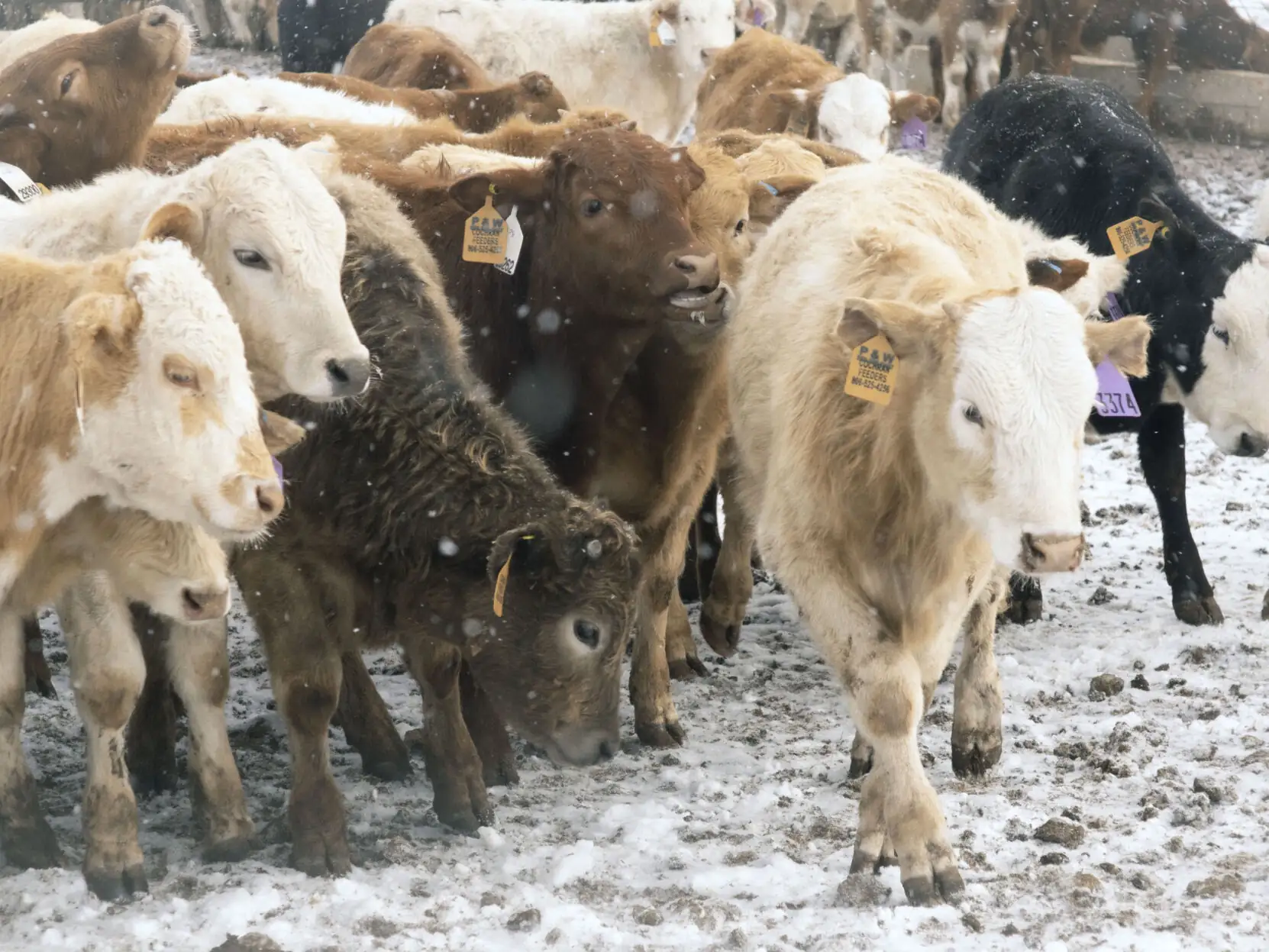 Questions to ask when developing winter cow care agreements