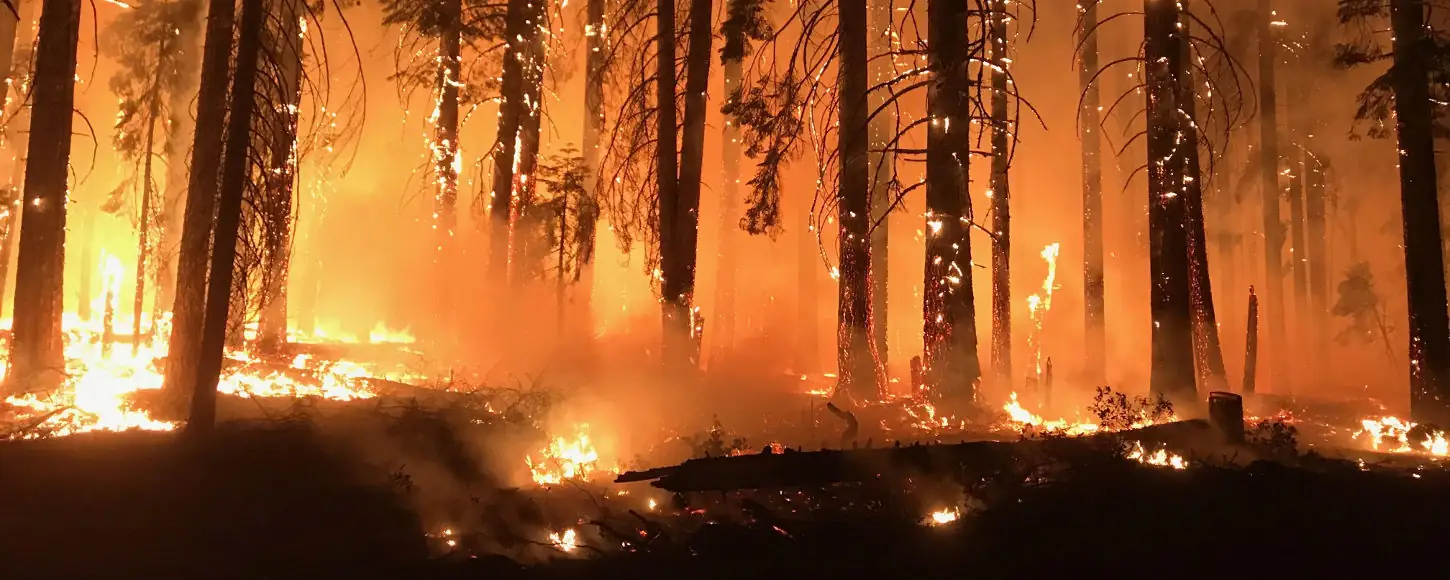 Resource Science: Timber and fire